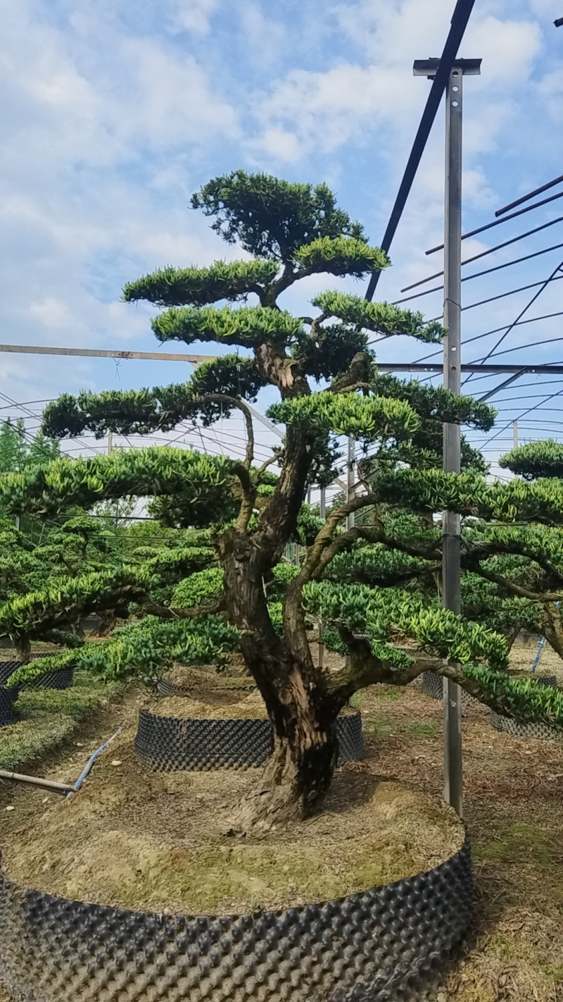 造型罗汉松