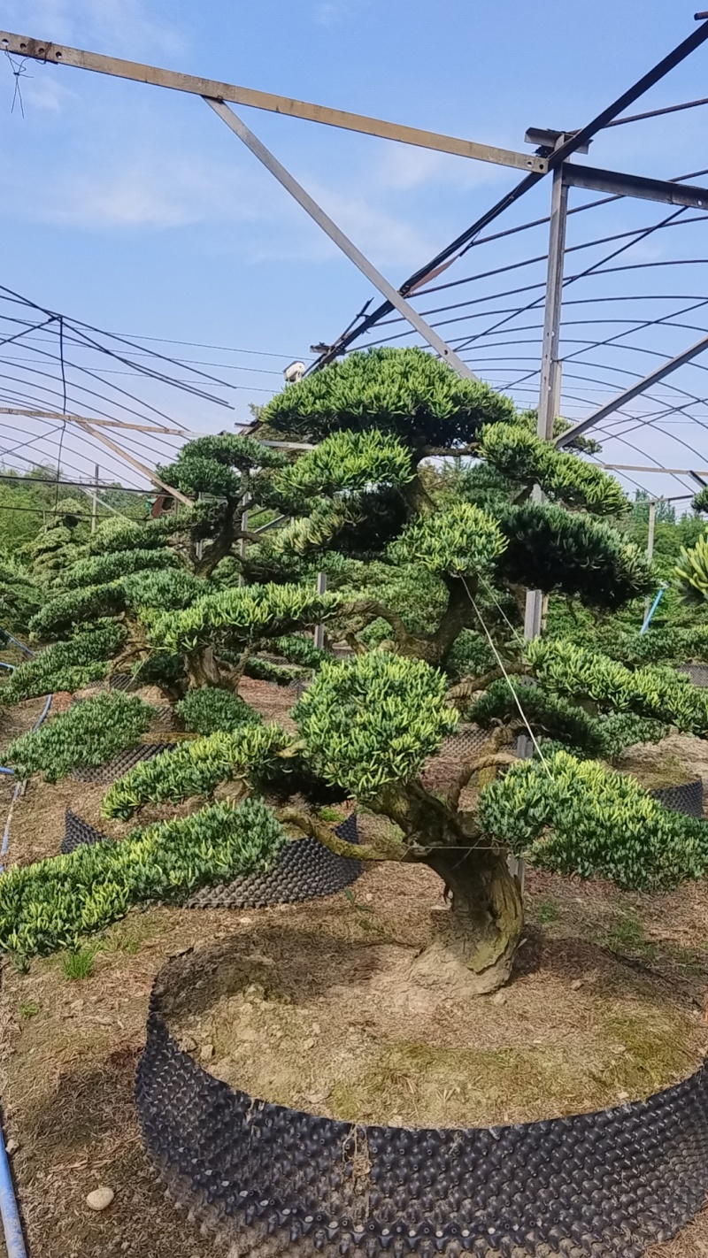 造型罗汉松