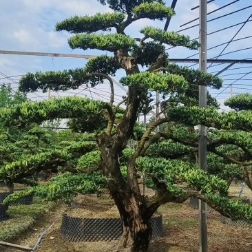 造型罗汉松