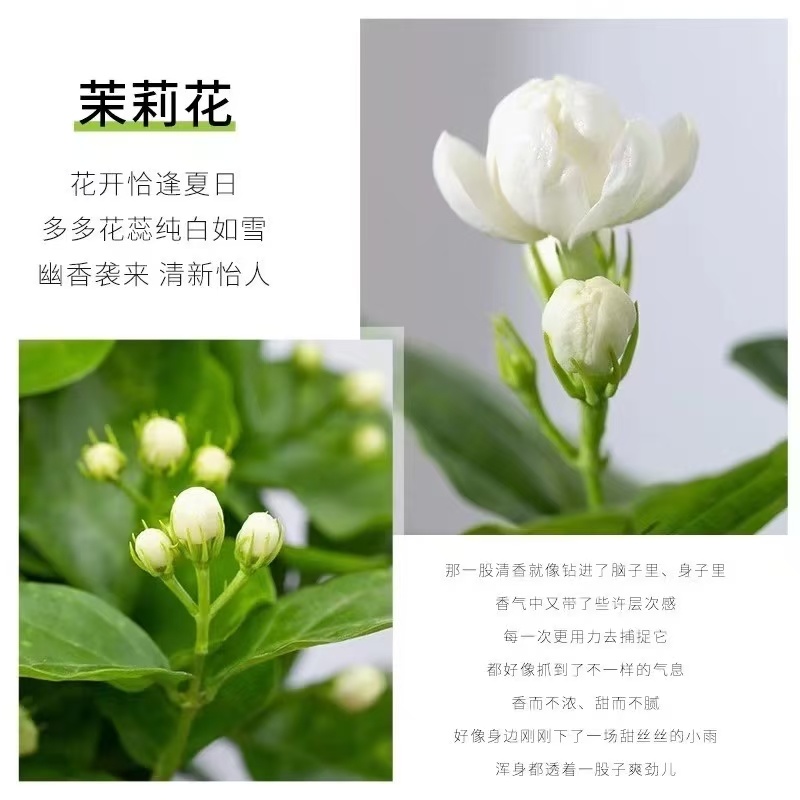 茉莉花白色重瓣香水茉莉花小苗老桩大量批发浓香型可食用苿莉