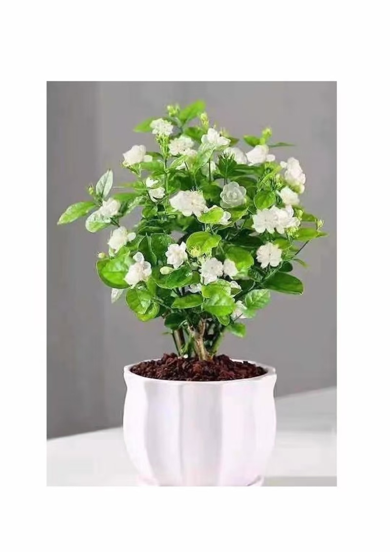 茉莉花白色重瓣香水茉莉花小苗老桩大量批发浓香型可食用苿莉