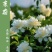 茉莉花白色重瓣香水茉莉花小苗老桩大量批发浓香型可食用苿莉