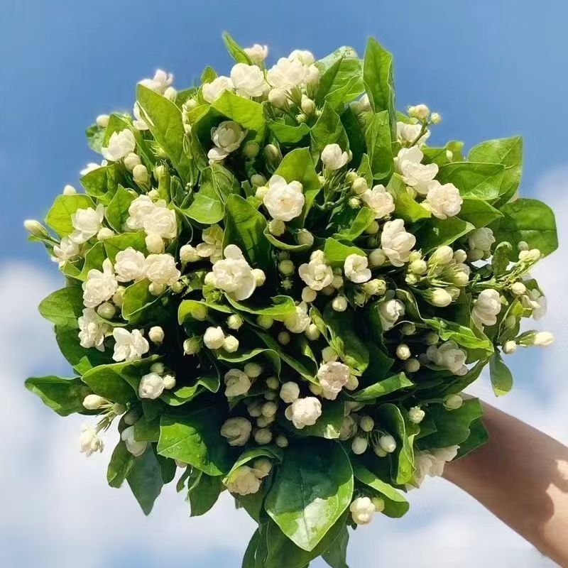 茉莉花白色重瓣香水茉莉花小苗老桩大量批发浓香型可食用苿莉