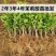 茉莉花白色重瓣香水茉莉花小苗老桩大量批发浓香型可食用苿莉