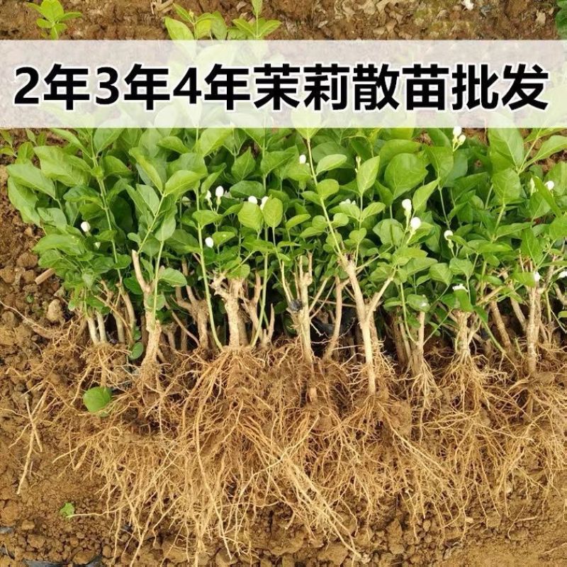 茉莉花白色重瓣香水茉莉花小苗老桩大量批发浓香型可食用苿莉