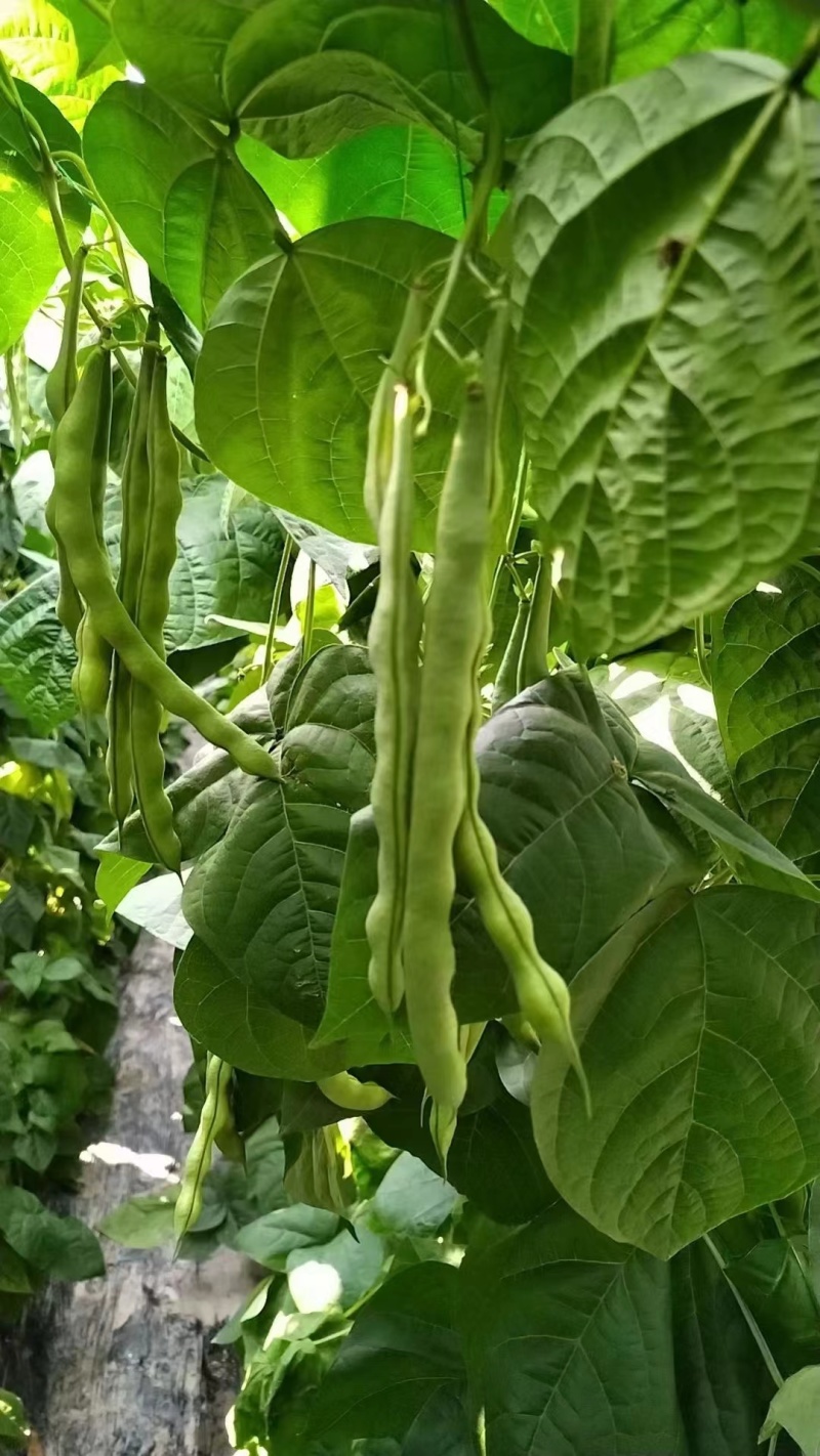 基地直发大肉豆