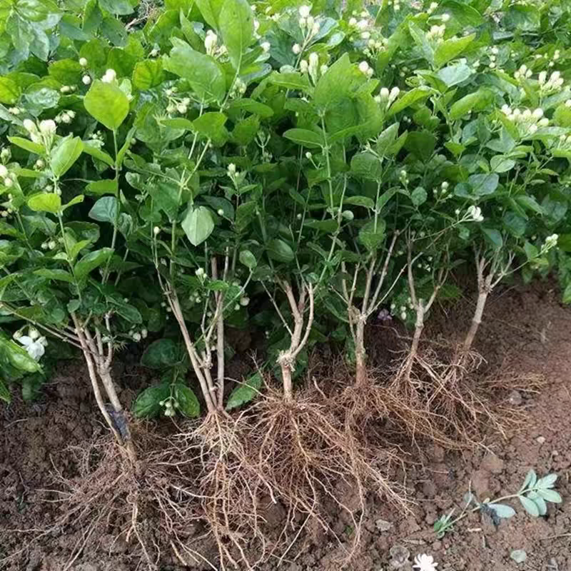 茉莉花白色重瓣香水茉莉花小苗老桩大量批发浓香型可食用苿莉