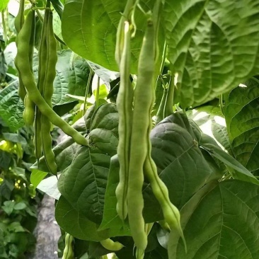 基地直发大肉豆