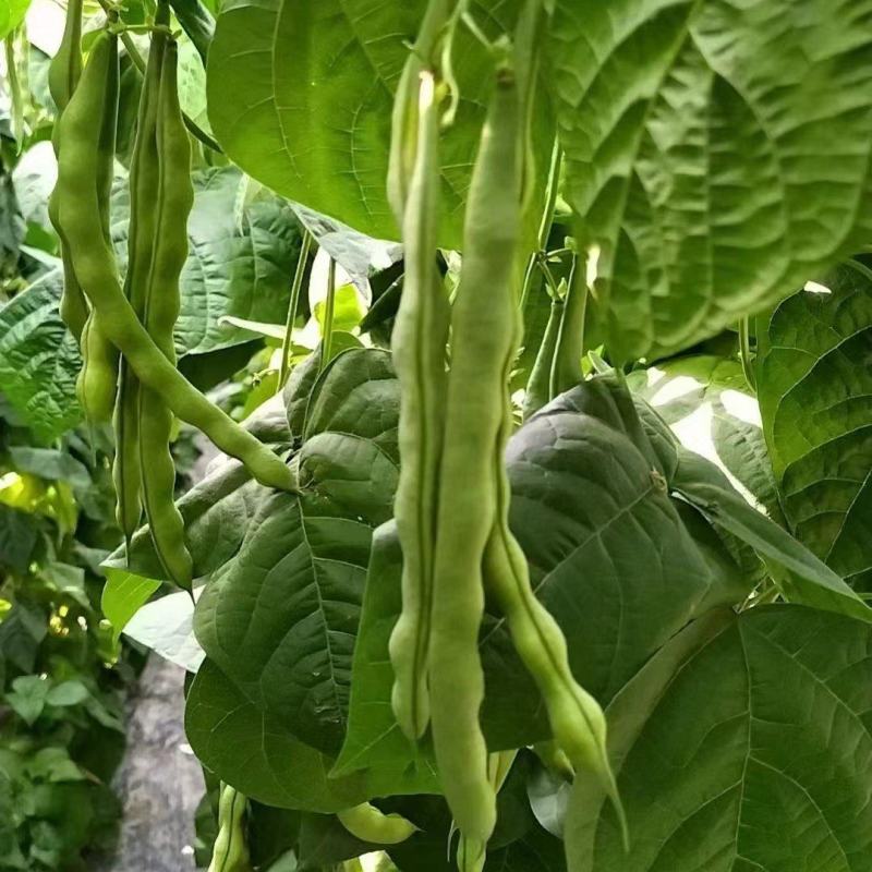基地直发大肉豆