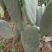 米邦塔仙人掌