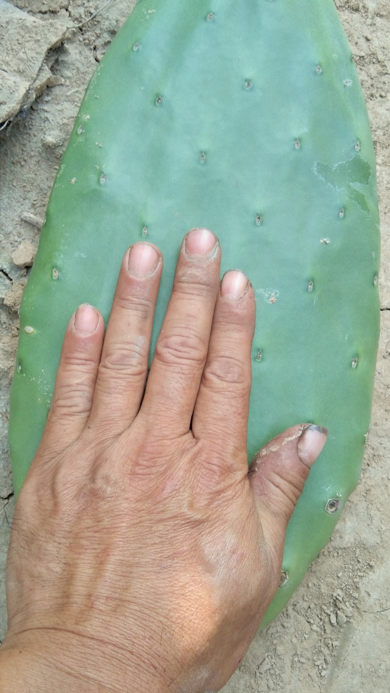 米邦塔仙人掌