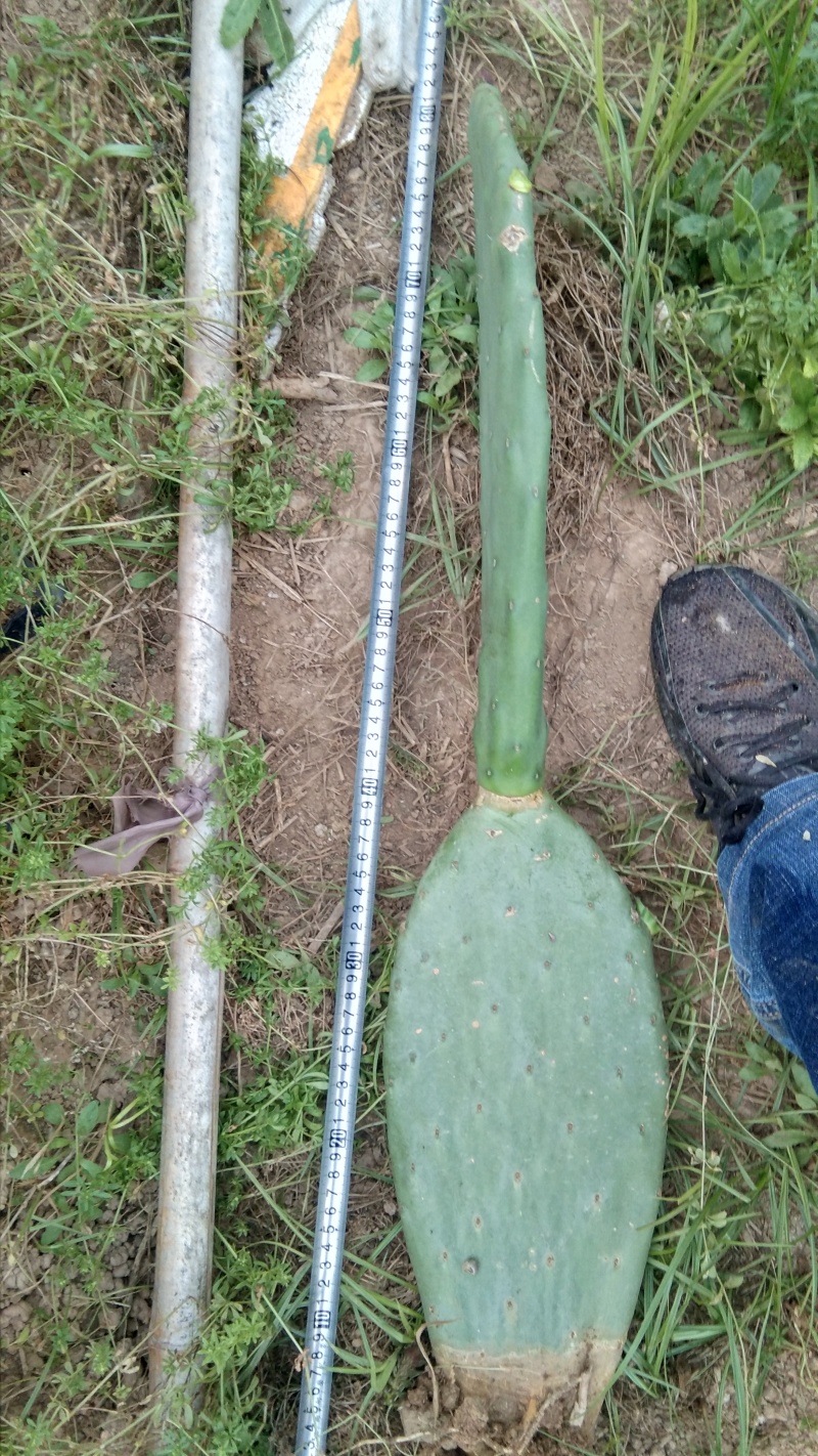 米邦塔仙人掌