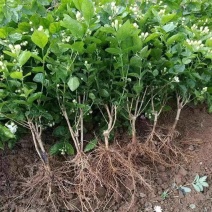 茉莉花白色重瓣香水茉莉花小苗老桩大量批发浓香型可食用苿莉