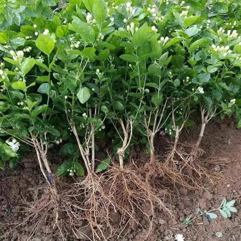 茉莉花白色重瓣香水茉莉花小苗老桩大量批发浓香型可食用苿莉