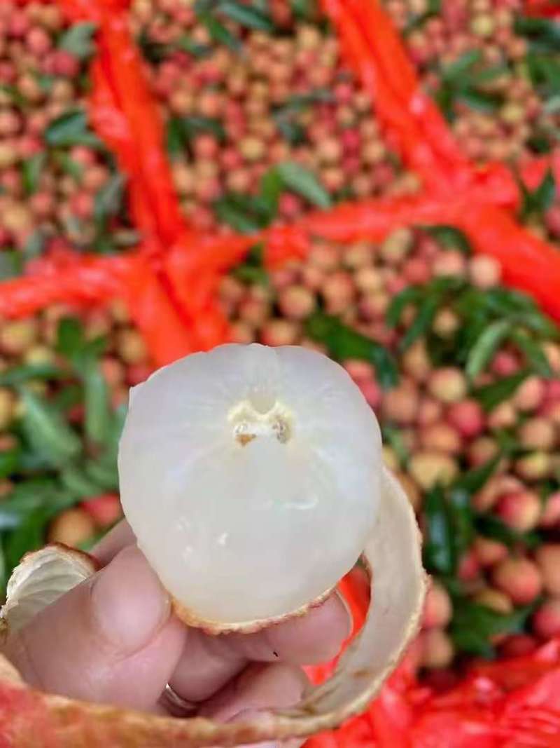 广东省茂名市，高州市荔枝一件代发，对接各大电商跟商超直销