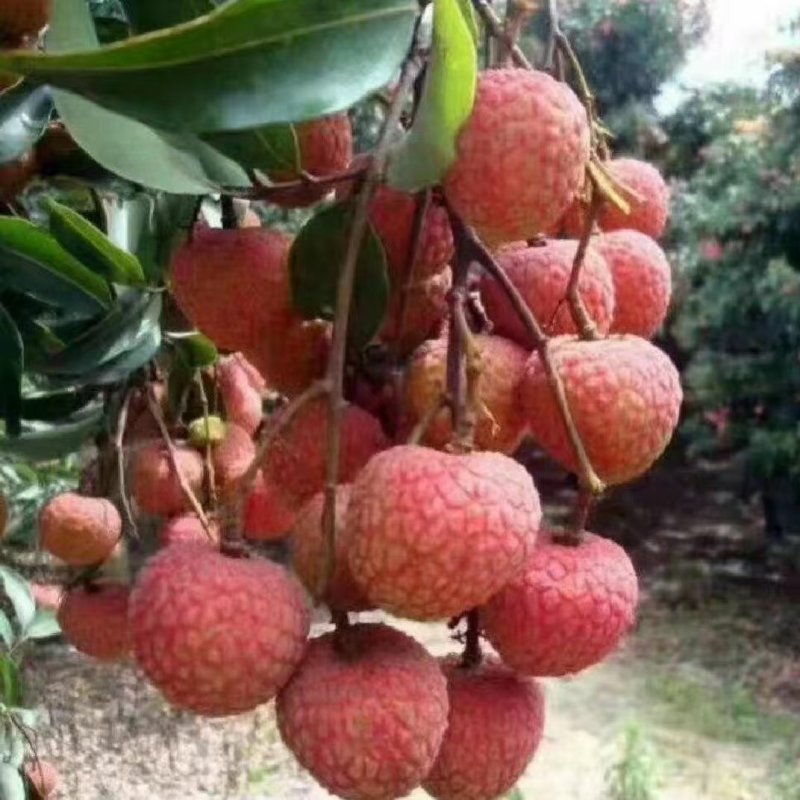 广东省茂名市，高州市荔枝一件代发，对接各大电商跟商超直销