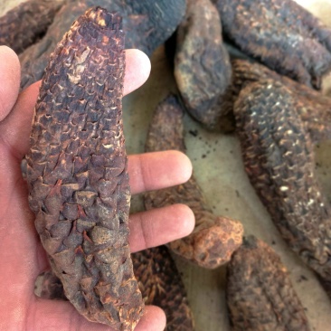 新疆和田肉苁蓉批发，我这肉苁蓉货特好，一手货源