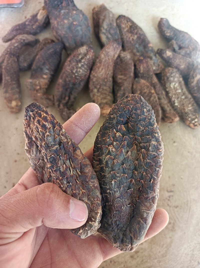 新疆和田肉苁蓉批发，我这肉苁蓉货特好，一手货源