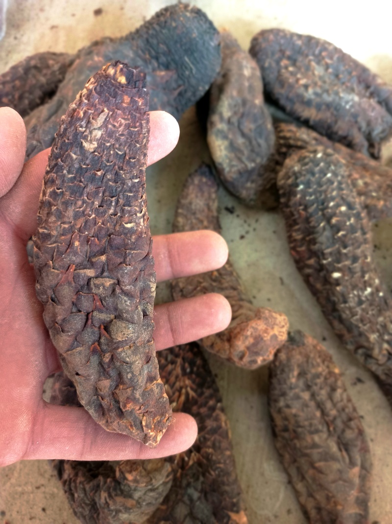 新疆和田肉苁蓉批发，我这肉苁蓉货特好，一手货源