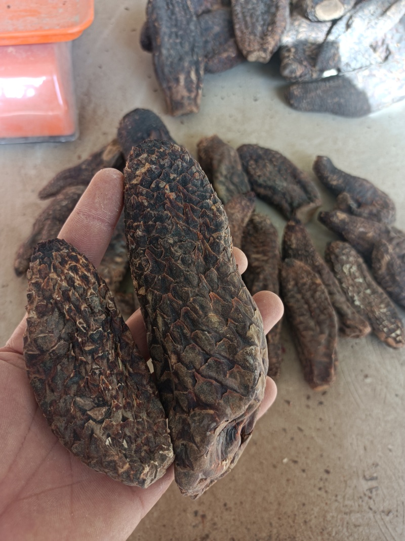 新疆和田肉苁蓉批发，我这肉苁蓉货特好，一手货源
