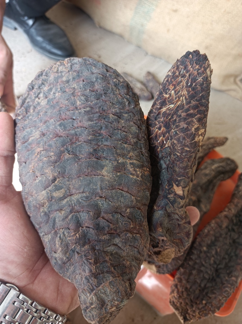 新疆和田肉苁蓉批发，我这肉苁蓉货特好，一手货源