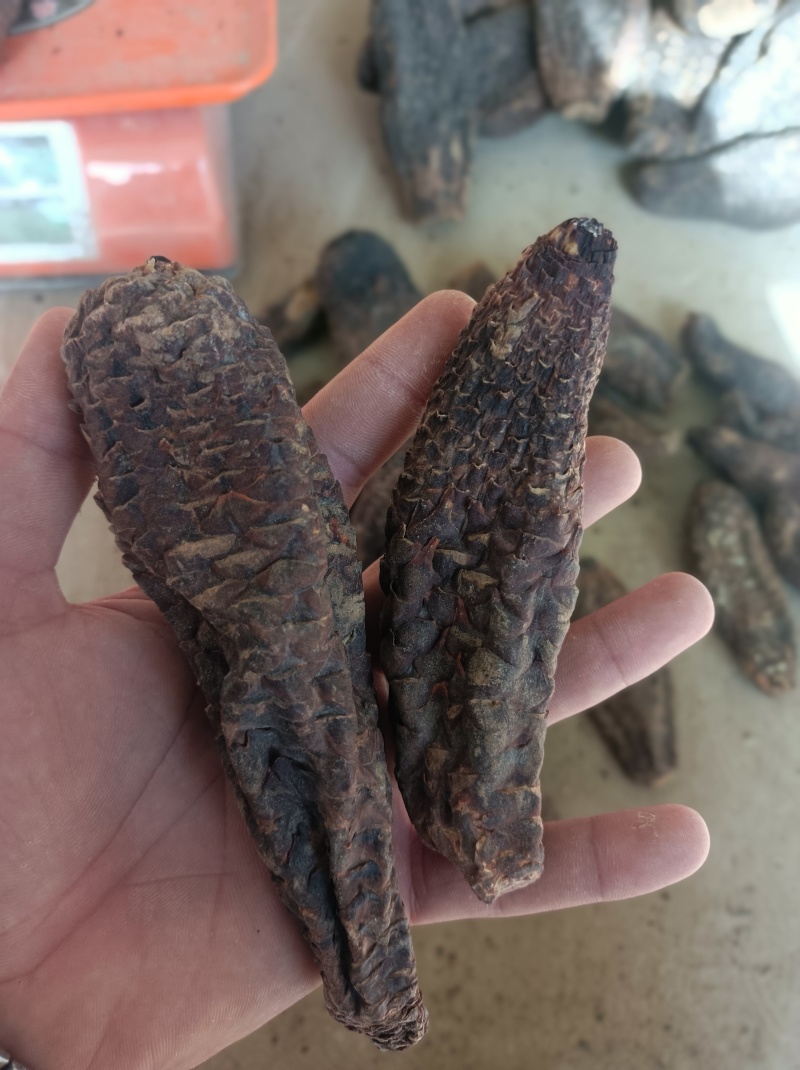新疆和田肉苁蓉批发，我这肉苁蓉货特好，一手货源