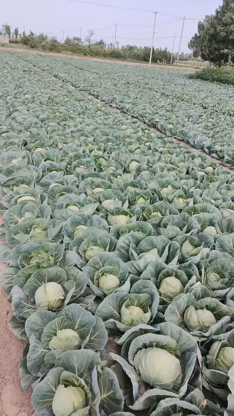 莲花白，甘蓝