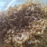 黄粉虫蜕蛋白35饲料饲料添加牛羊育肥家禽鱼产饲料