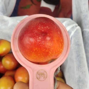 山西运城新绛阳王万安大棚陆地高端品质油桃