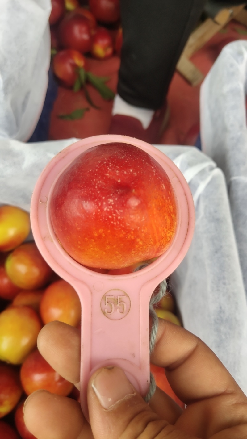 山西运城新绛阳王万安大棚陆地高端品质油桃