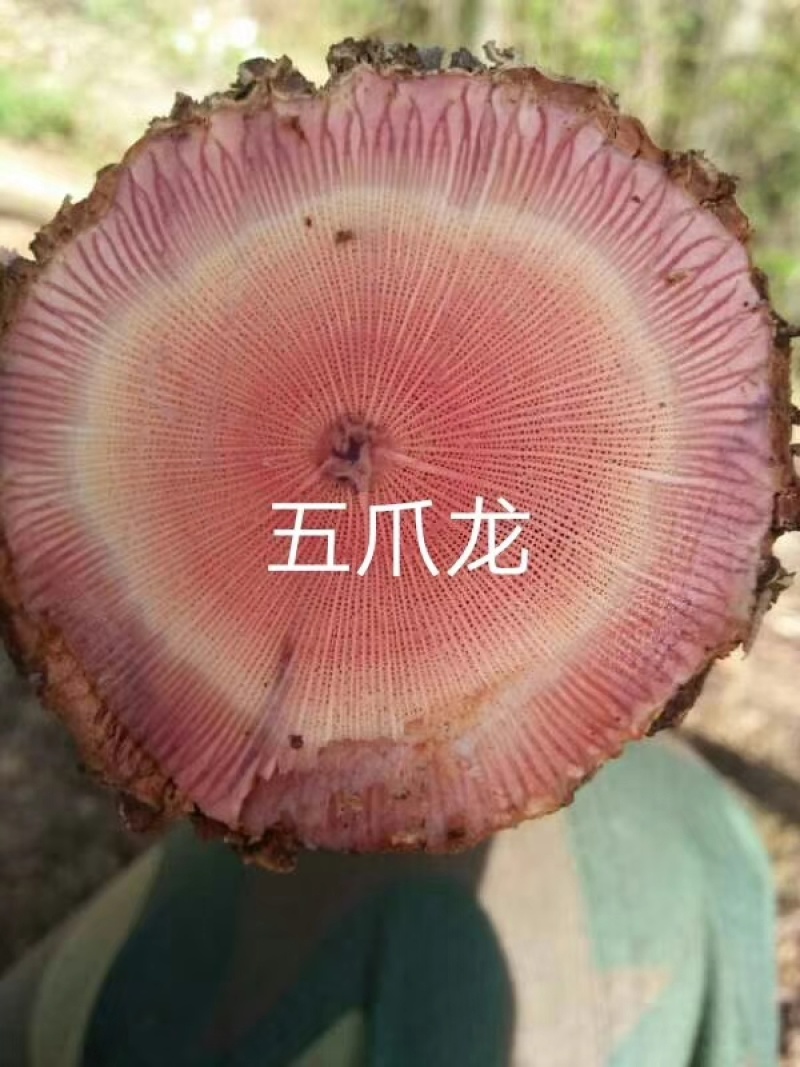 鸡血藤，，，，，摆摊用的各个品种，22222