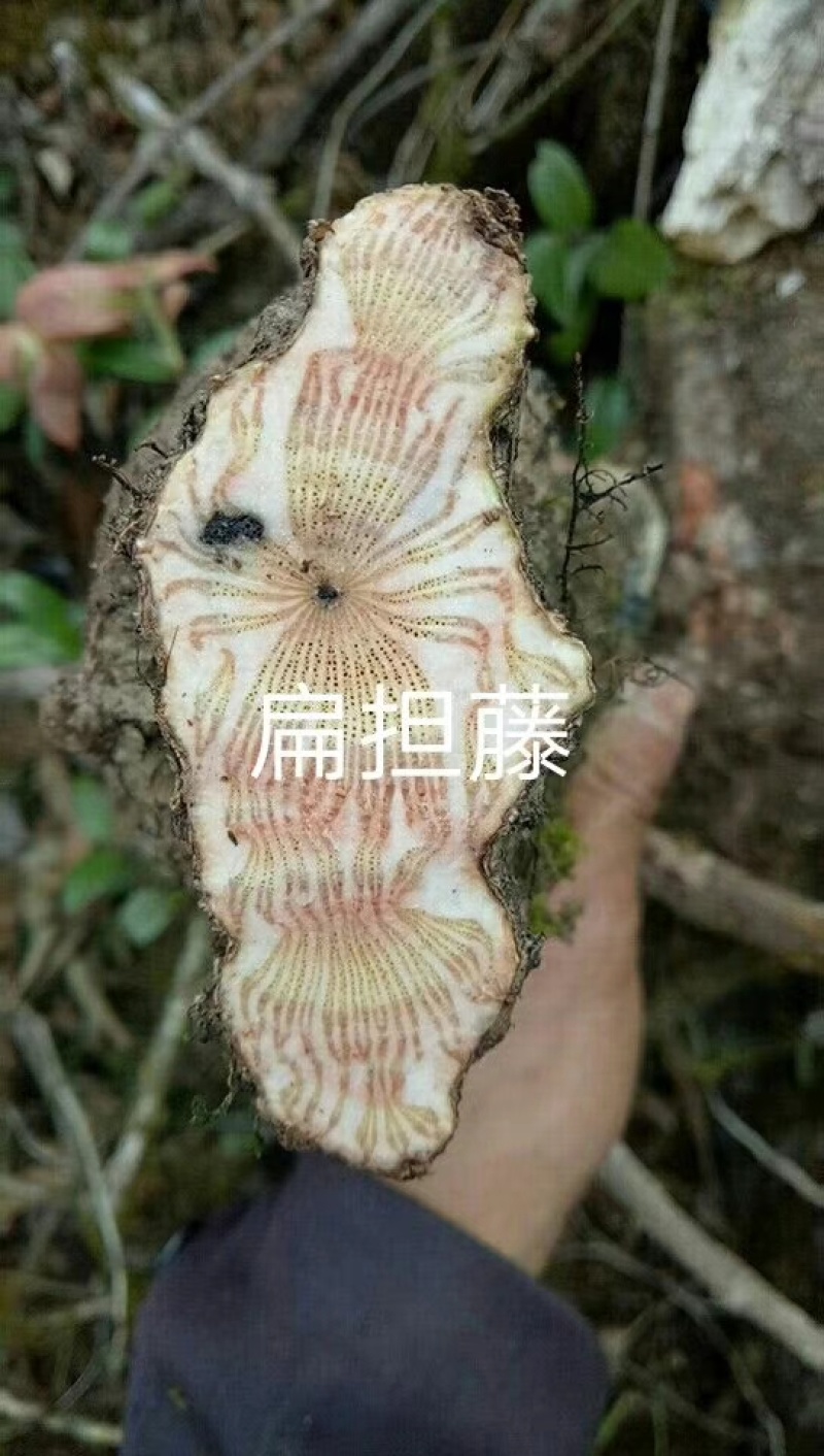 鸡血藤，，，，，摆摊用的各个品种，22222