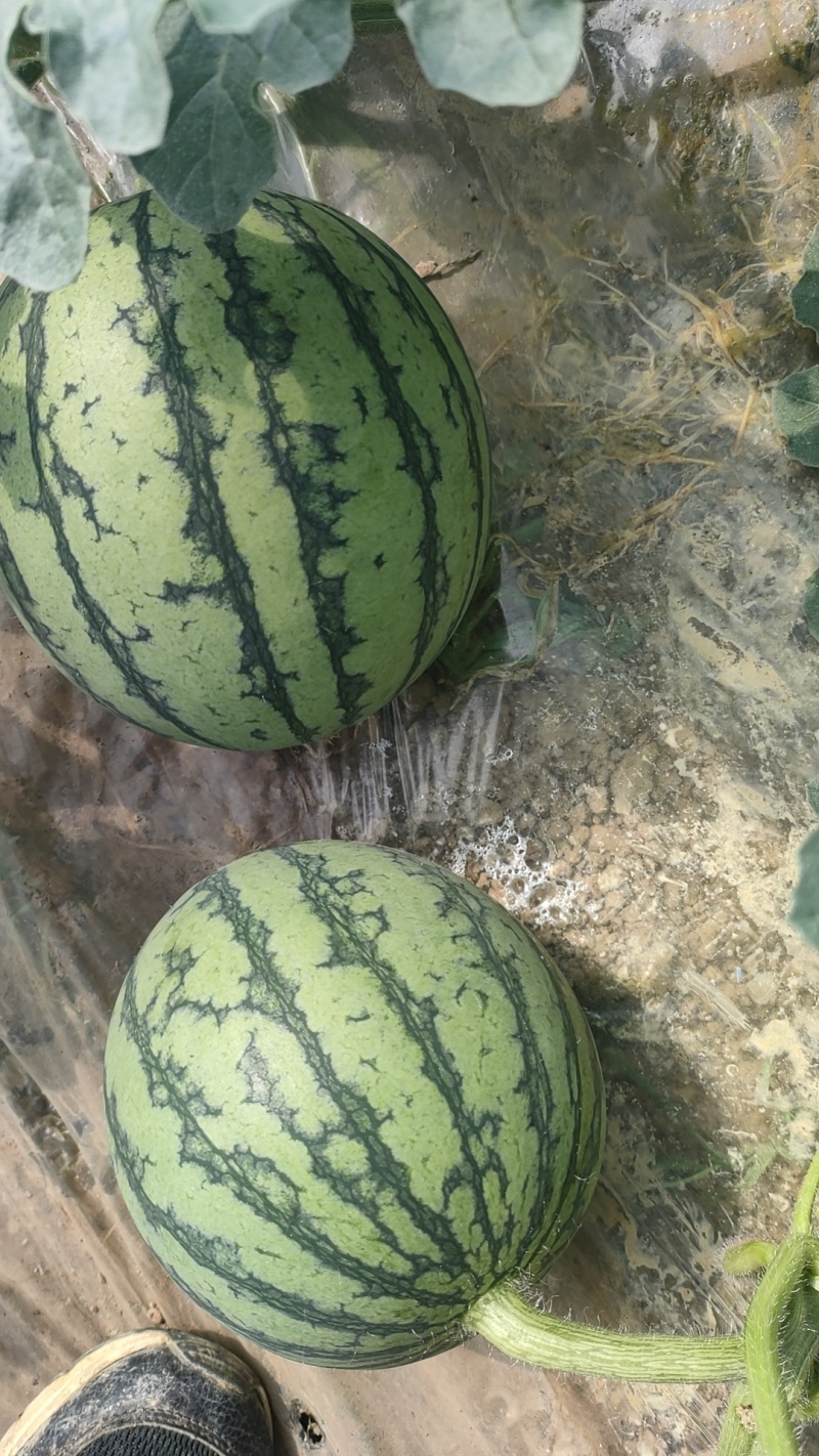 皮薄肉甜的口口脆