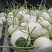 玉菇软糯香甜，电商通货精品大量上市，每天100万斤