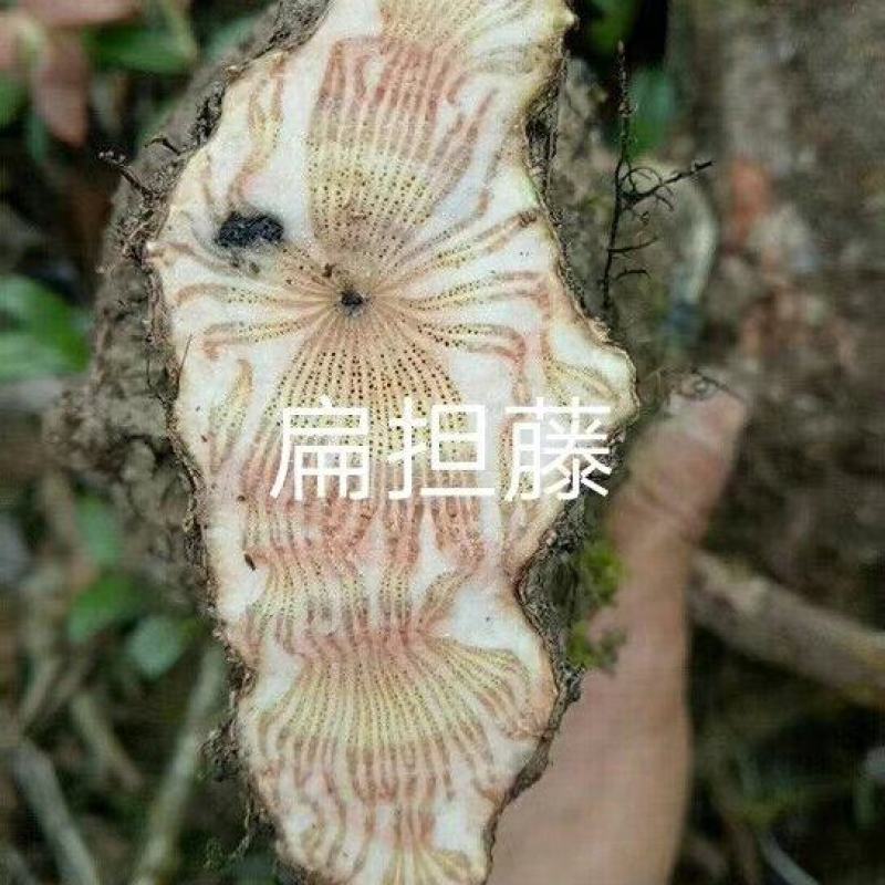 鸡血藤，，，，，摆摊用的各个品种，22222