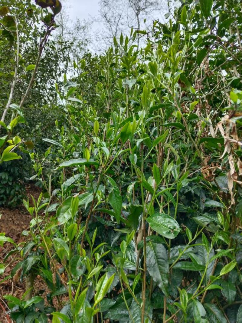 手工茶天然纯手工茶，无公害，不施肥，味道清香可口