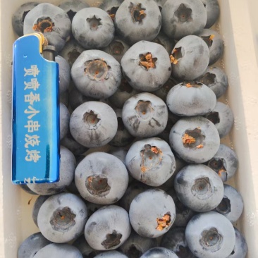 河南蓝莓新鲜现摘蓝莓绿色认证一级水源地山地蓝莓上市了