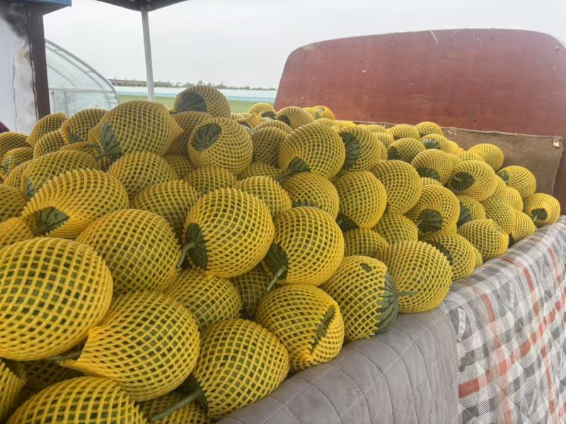 金乐风，938，小糖丸西瓜产地供应货源充足欢迎咨询