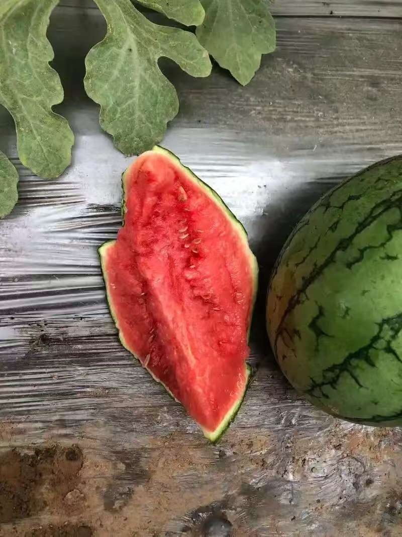 甘美4k，吊兰，小糖丸西瓜皮薄果肉鲜嫩质量可靠