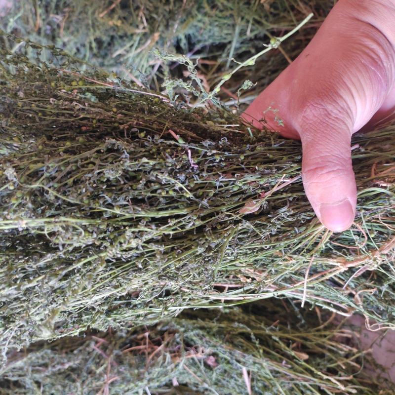 伏牛山百蕊草，全棵干货，今年新货，欢迎咨询！