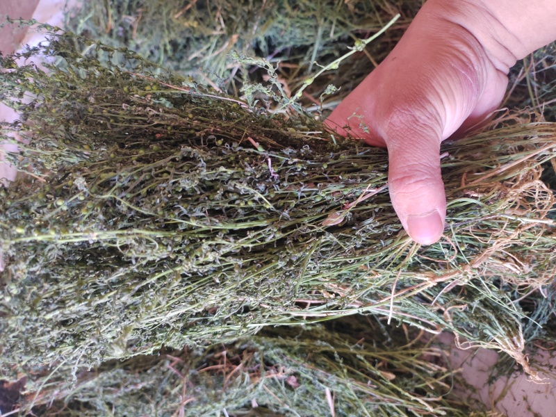 伏牛山百蕊草，全棵干货，今年新货，欢迎咨询！