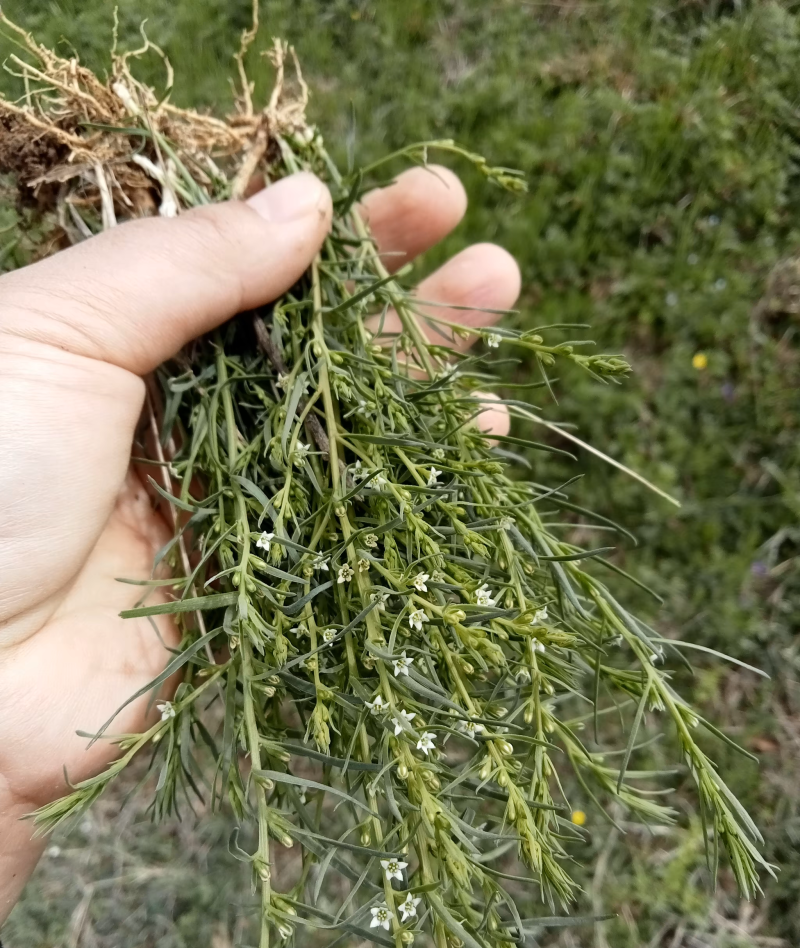 伏牛山百蕊草，全棵干货，今年新货，欢迎咨询！