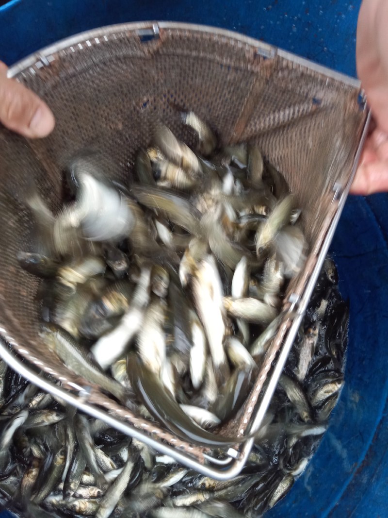 青鱼苗现货直供