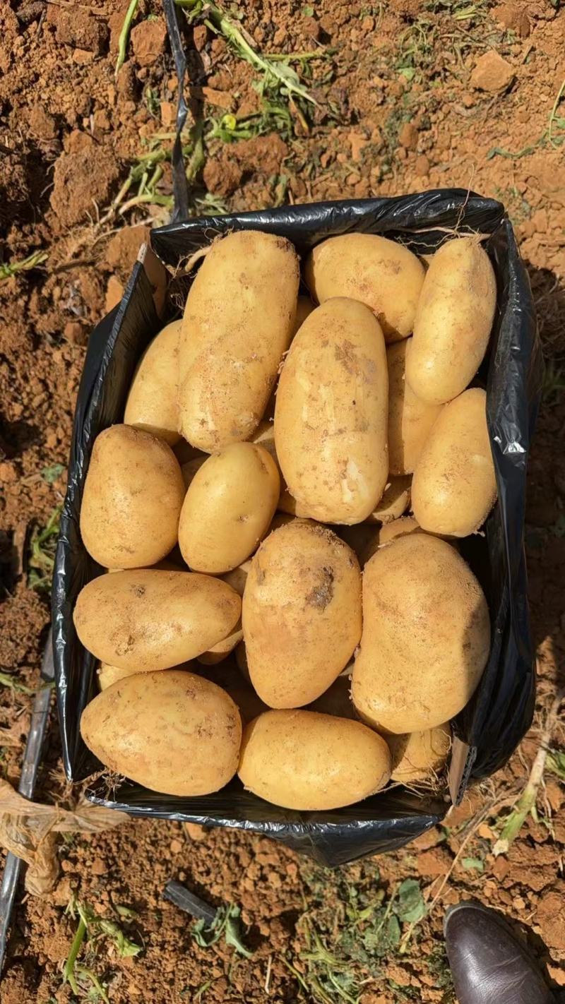 云南文山，丘北县黄心土豆，品种V7，沃土，贺兰系列，西森