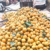 金太阳杏