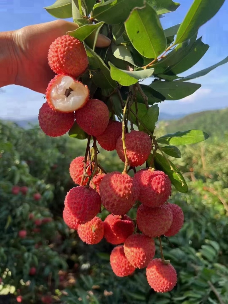 高州桂味荔枝
