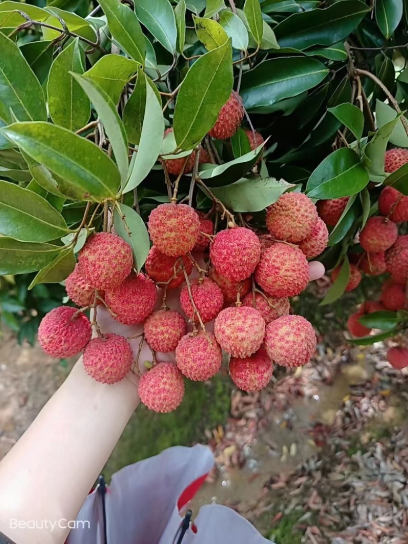 高州桂味荔枝