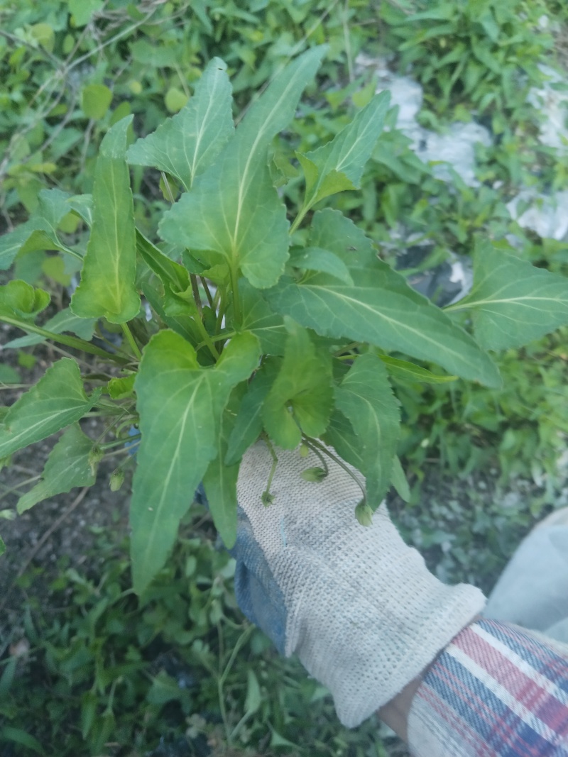 紫花地丁