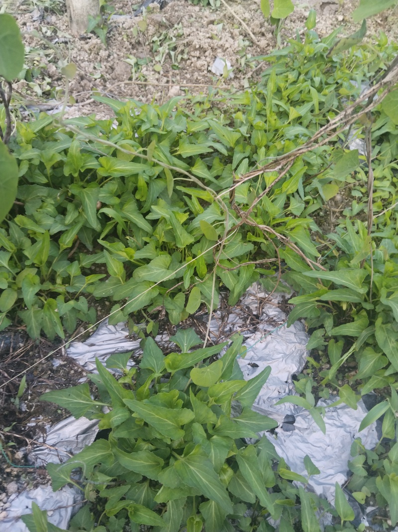 紫花地丁