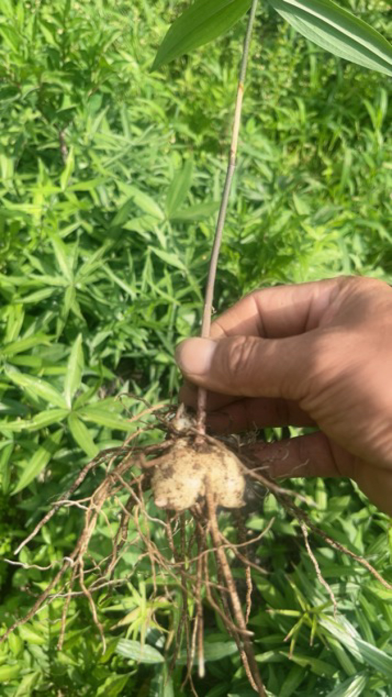 黄精苗，滇黄精苗，3年红花滇黄精露天籽育苗，健康无虫病！